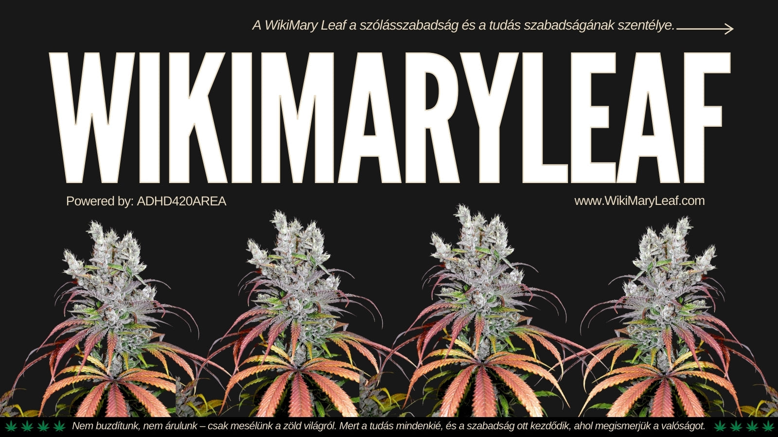 WikiMary Leaf | Velvet Moon | Green House Seeds | Grow Island Hanfstecklinge