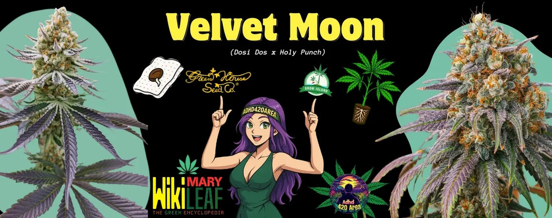 Velvet Moon | WikiMary Leaf | Grow Island Hanfstecklinge Ganzes Leben |Green House Seeds