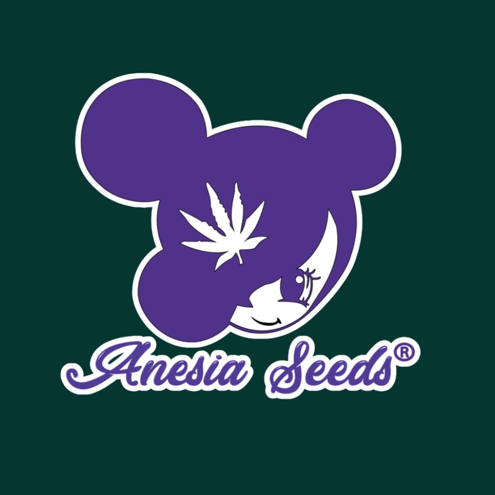 Anesia Seeds Lila Kopf logo mit cannabis Blatt und grüner Hintergrund